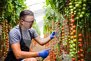 Young male man check the cherry tomatoes in greenhouse at family agriculture business