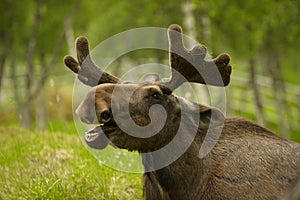 Young Male Moose with Antlers