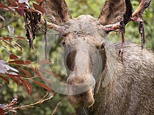 Young male moose with shedding velvet close up