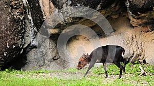 Young Male Okapi
