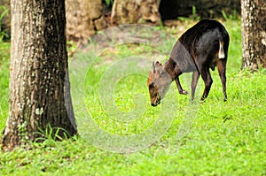 Young male okapi eating grass