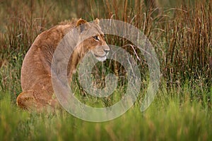 Young male of Okavango lion, Zambia widlife. Big cat in Africa. African lion in the grass. Traveling in africas. Short lion mane photo