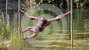 Young male orangutang