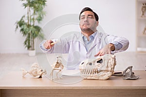 Young male paleontologist examining ancient animals at lab