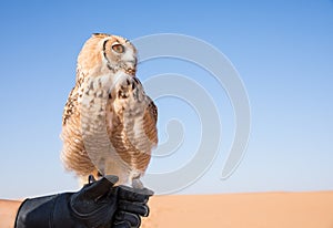 Young male pharaoh eagle owl during a desert falconry show in Dubai, UAE.