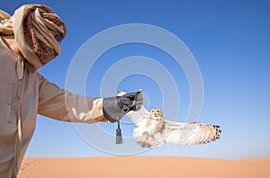 Young male pharaoh eagle owl during a desert falconry show in Dubai, UAE.