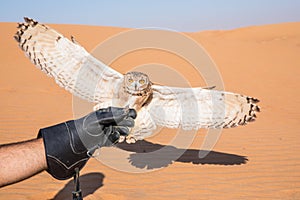 Young male pharaoh eagle owl during a desert falconry show in Dubai, UAE.