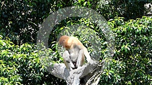 Young male Proboscis monkey Nasalis larvatus sitting on a tree in Labuk Bay, Sabah, Borneo, Malaysia
