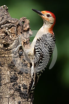 Young Male Red-bellied Woodpecker