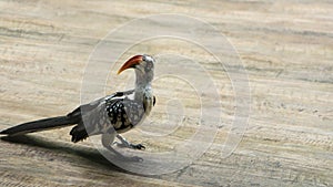 A young male of Red-Billed Hornbill Bird