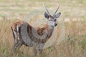 Young male Red Deer, Cervus elaphus