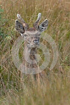Young male Red Deer, Cervus elaphus