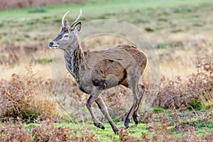 Young male Red Deer Cervus elaphus buck or pricket