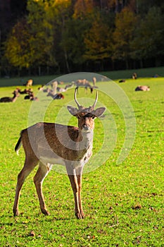 Young male red deer (Cervus elaphus) grazing in the meadow