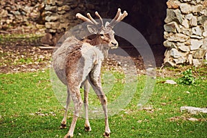 A young male red deer maral on the background of a stone shelter. A wild animal enclosure in a nature reserve