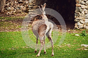 A young male red deer maral on the background of a stone shelter. A wild animal enclosure in a nature reserve