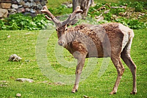 A young male red deer maral on the background of a stone shelter. A wild animal enclosure in a nature reserve