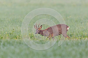 Young male roebuck capreolus capreolus browsing in green meadow