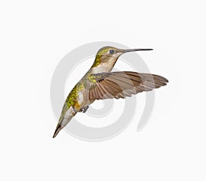 young male Ruby throated Hummingbird - Archilochus colubris - isolated cutout on white background, great feather detail, gorgets