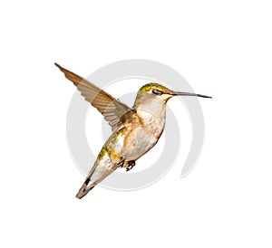 young male Ruby throated Hummingbird - Archilochus colubris - isolated cutout on white background, great feather detail, gorgets