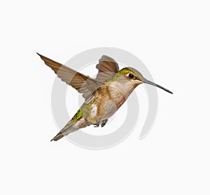 young male Ruby throated Hummingbird - Archilochus colubris - isolated cutout on white background, great feather detail, gorgets
