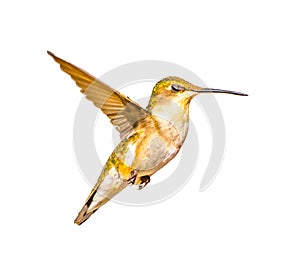 young male Ruby throated Hummingbird - Archilochus colubris - isolated cutout on white background, great feather detail, gorgets