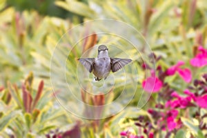 Young Male Ruby-Throated Hummingbird Hovering Above Flower Garden