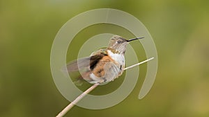 Young male Rufous hummingbird shaking rain drops from his feathers