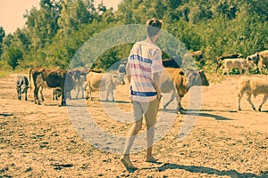 Young male shepherd walking near the cow herd on the summer sandy field a