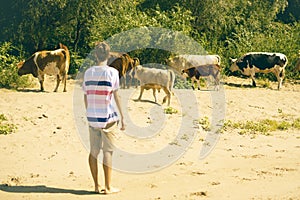 Young male shepherd walking near the cow herd on the summer sandy field a