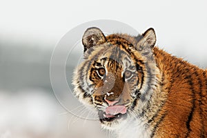 Young male Siberian tiger Panthera tigris tigris close-up portrait of the head as he licks