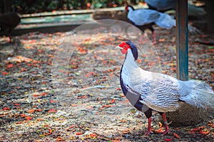 Young male of the Silver Pheasant Lophura nycthemera