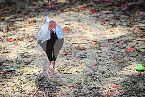 Young male of the Silver Pheasant Lophura nycthemera