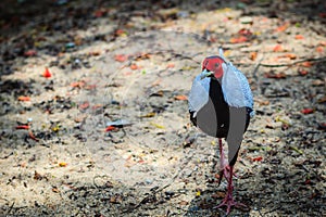 Young male of the Silver Pheasant Lophura nycthemera