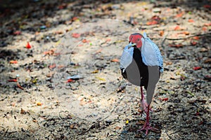 Young male of the Silver Pheasant Lophura nycthemera