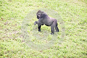 Young male silverback gorilla walking on all fours