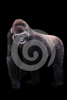 Young male silverback gorilla walking on all fours with black background