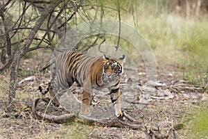 Young male tiger seen at Ranthambhore National Park