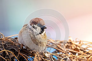 young male tree sparrow on a bush