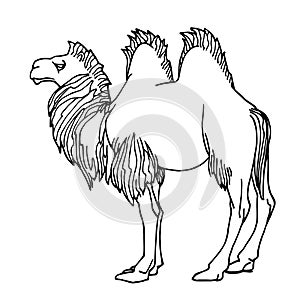 Young male two-humped camel bactrianus with mane, mammalian animal, ancient desert transport