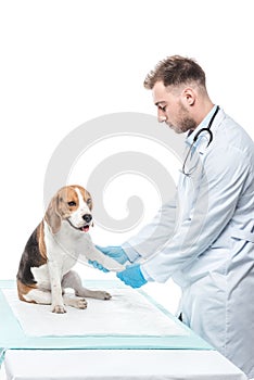young male veterinarian examining beagle paw