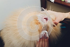 Young male veterinarian examining and cleaning the dog`s ears.