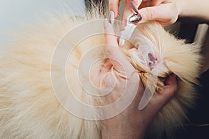 Young male veterinarian examining and cleaning the dog`s ears.