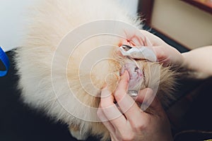 Young male veterinarian examining and cleaning the dog`s ears.