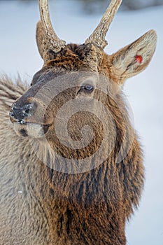 Young male wapiti head