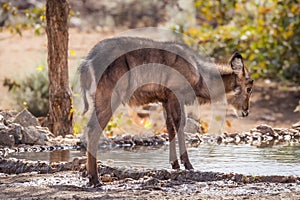 A young male waterbuck  Kobus Ellipsiprymnus drinking at a waterhole, Ongava Private Game Reserve  neighbour of Etosha, Namibi