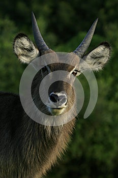 Young male waterbuck portrait