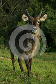 A young male waterbuck in South Africa