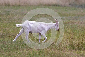 Young male white goat