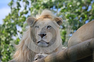 Young male white lion at the Big Cat Sanctuary